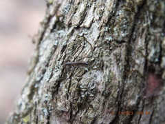Allocapnia vivipara