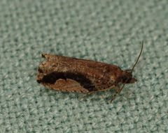 Statherotis pendulata