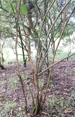 Fuchsia boliviana