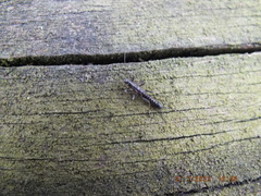 Allocapnia vivipara