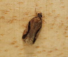 Statherotis pendulata