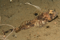 Icelinus tenuis