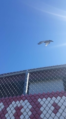 Columba livia domestica