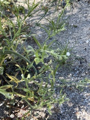 Pectocarya recurvata