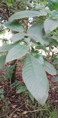 Fuchsia boliviana