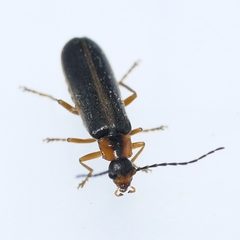 Rhagonycha