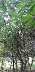 Fuchsia boliviana