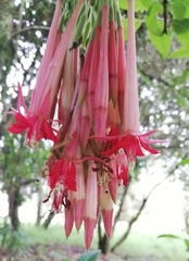 Fuchsia boliviana