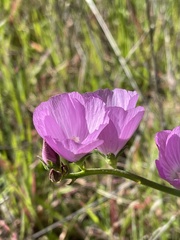 Sidalcea sparsifolia