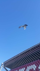 Columba livia domestica