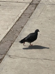 Columba livia domestica