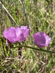 Sidalcea sparsifolia