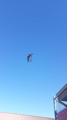 Columba livia domestica