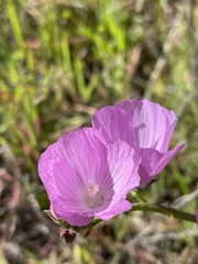 Sidalcea sparsifolia