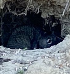 Otospermophilus beecheyi