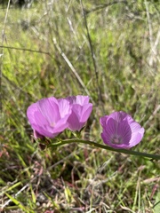 Sidalcea sparsifolia