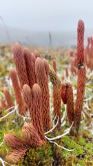 Phlegmariurus crassus