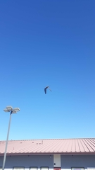 Columba livia domestica
