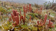 Phlegmariurus crassus