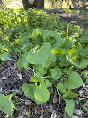 Claytonia perfoliata