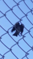 Passer domesticus