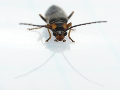Rhagonycha