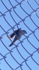 Passer domesticus