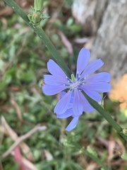 Cichorium