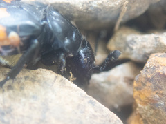 Nicrophorus defodiens