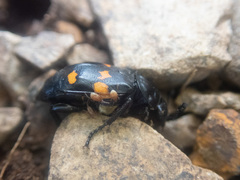 Nicrophorus defodiens