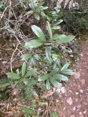 Comarostaphylis discolor