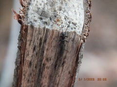 Capniidae