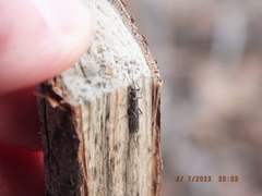 Capniidae