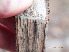 Capniidae