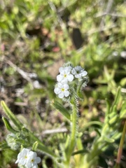 Cryptantha