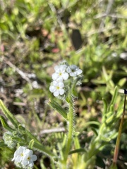 Cryptantha