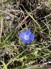 Nemophila menziesii menziesii