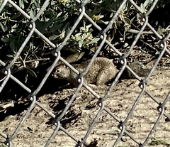 Otospermophilus beecheyi