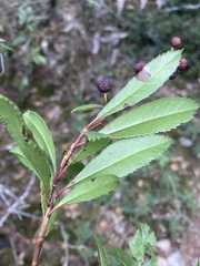 Comarostaphylis discolor