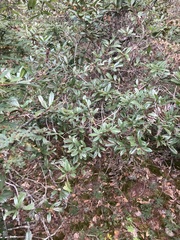 Comarostaphylis discolor