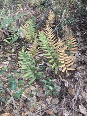 Phlebodium pseudoaureum