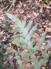 Phlebodium pseudoaureum