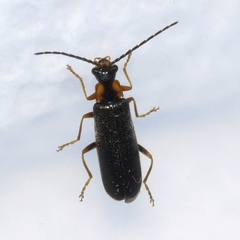 Rhagonycha