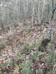 Phlebodium pseudoaureum