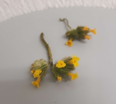 Amsinckia