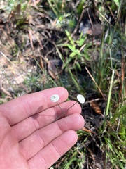 Syngonanthus flavidulus