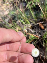 Syngonanthus flavidulus