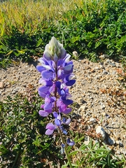 Lupinus benthamii