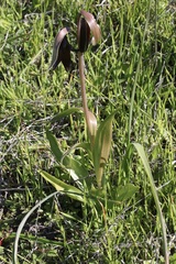 Fritillaria biflora
