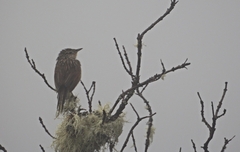 Asthenes urubambensis